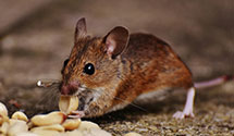 24 Hour & Emergency Exterminators in Grays Point, MO
